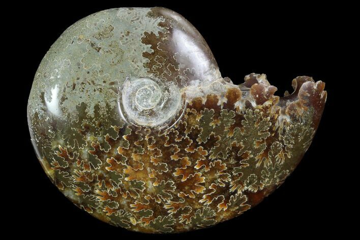 Polished, Agatized Ammonite (Cleoniceras) - Madagascar #97336